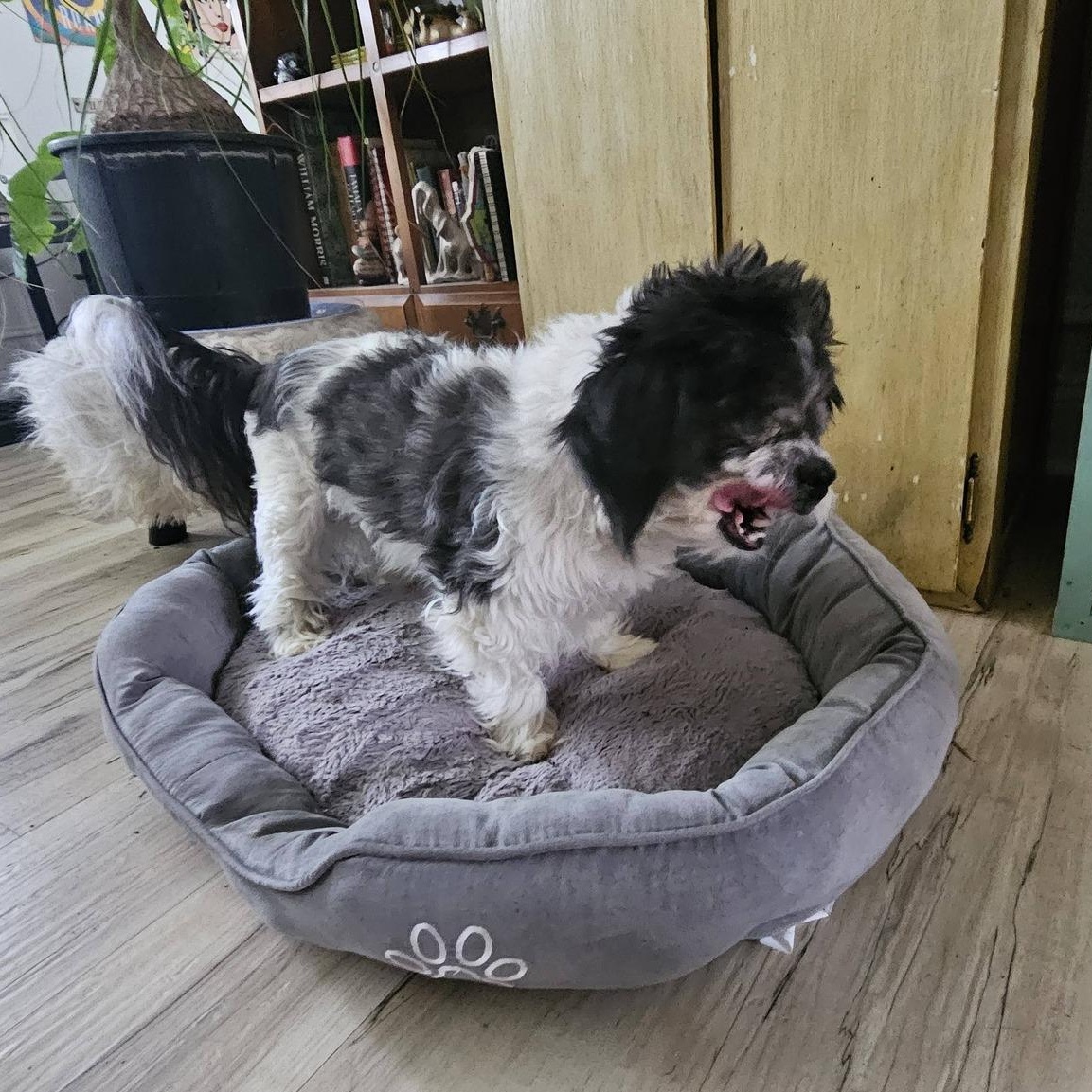 Magic, adoptable, Senior Male Shih Tzu.