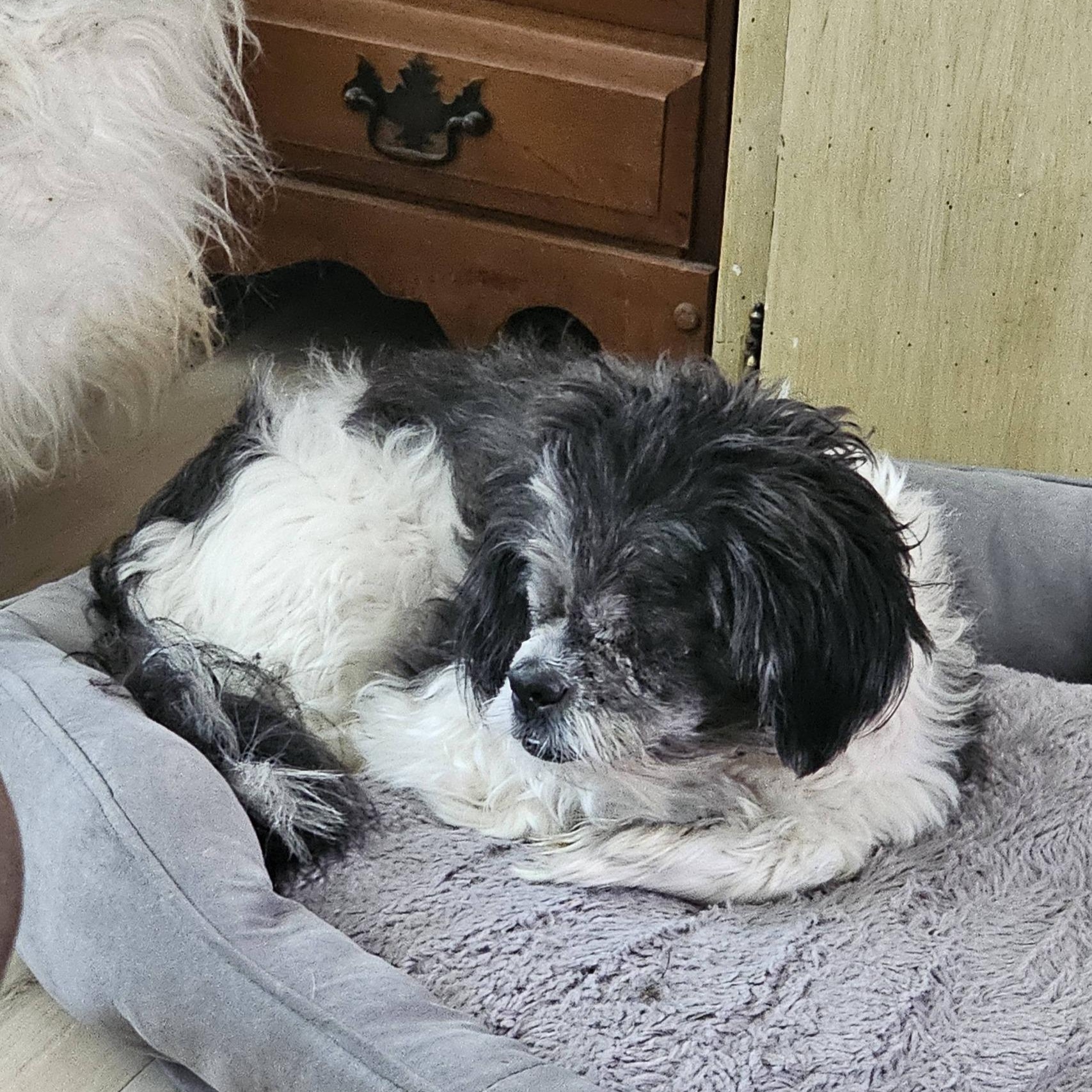 Enlarge Magic, an adoptable Shih Tzu in Rockville, MD image 3/6