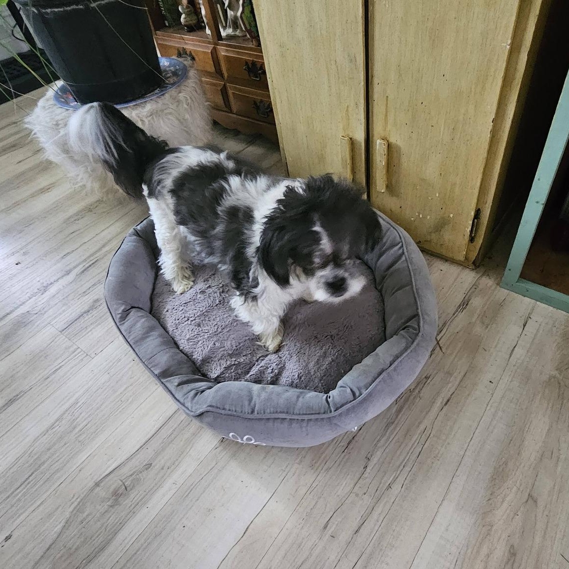 Enlarge Magic, an adoptable Shih Tzu in Rockville, MD image 2/6