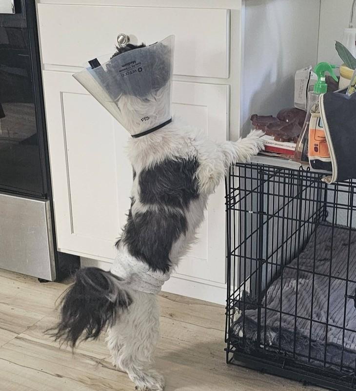 Enlarge Magic, an adoptable Shih Tzu in Rockville, MD image 4/6
