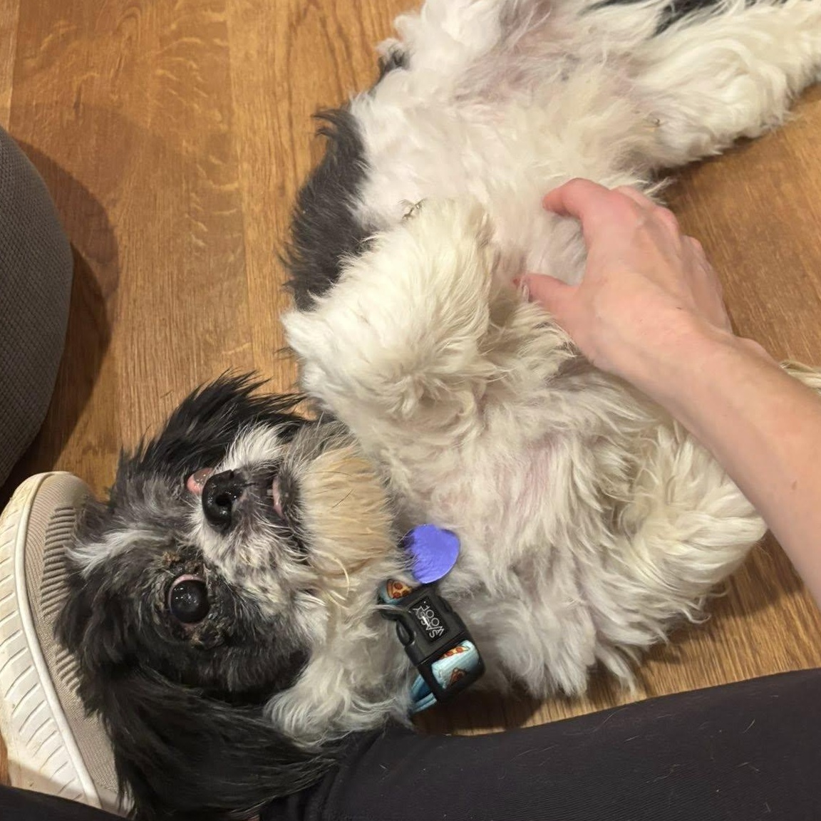 Enlarge Magic, an adoptable Shih Tzu in Rockville, MD image 6/6