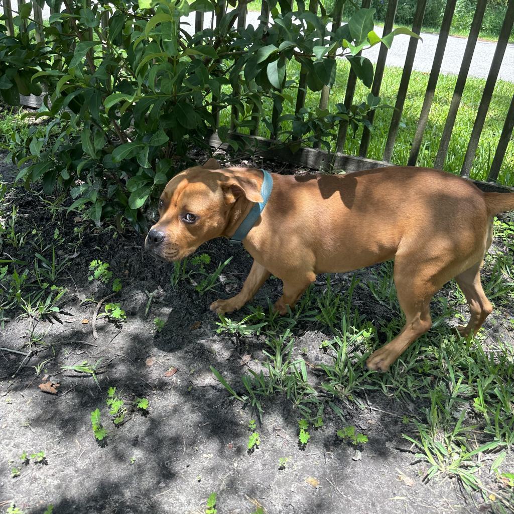 Enlarge Winnie The Pooh 24463, a Adoptable Mixed Breed in Middleburg, FL image 2/6