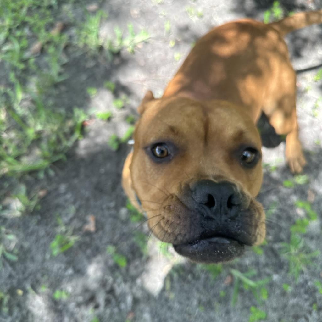 Enlarge Winnie The Pooh 24463, a Adoptable Mixed Breed in Middleburg, FL image 3/6