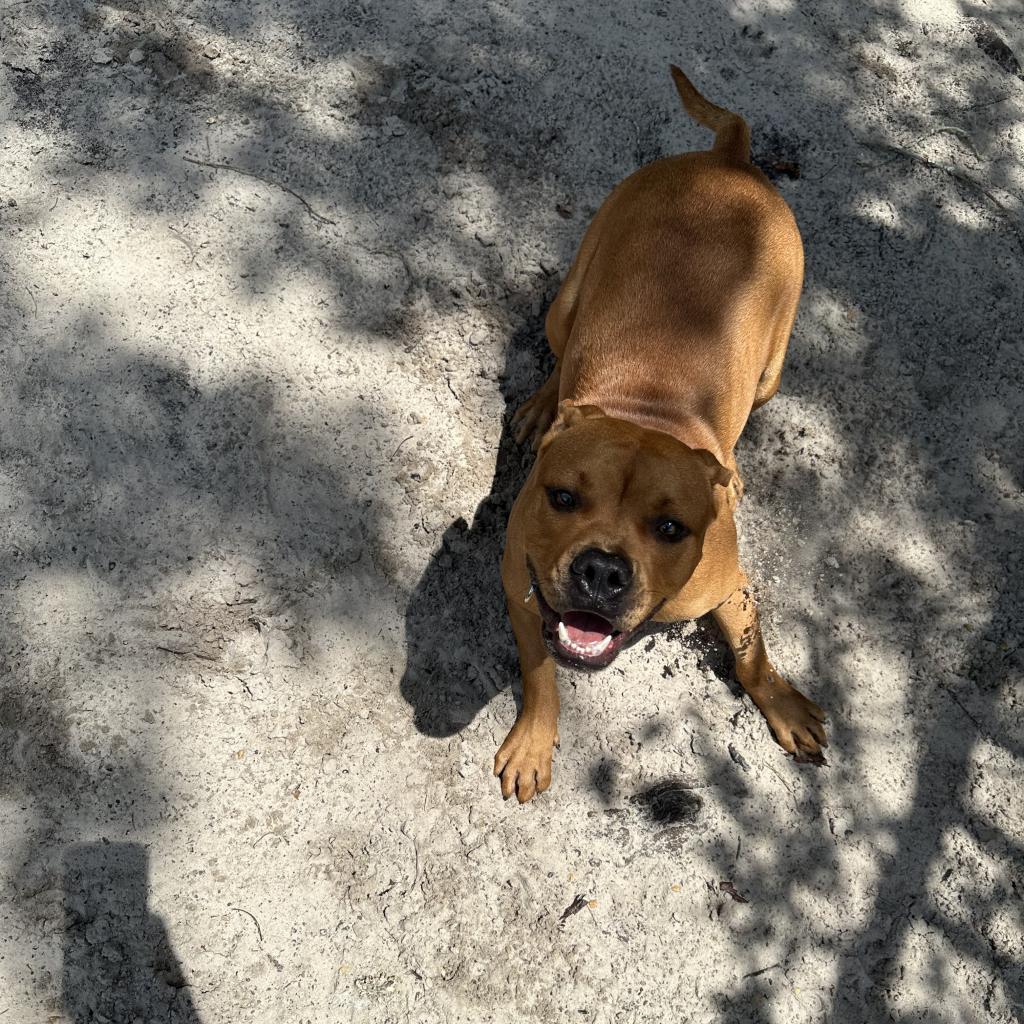 Enlarge Winnie The Pooh 24463, a Adoptable Mixed Breed in Middleburg, FL image 4/6