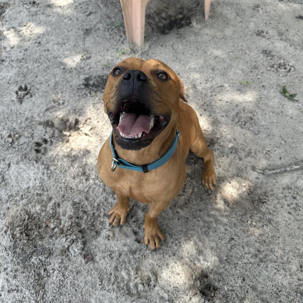 Enlarge Winnie The Pooh 24463, a Adoptable Mixed Breed in Middleburg, FL image 5/6