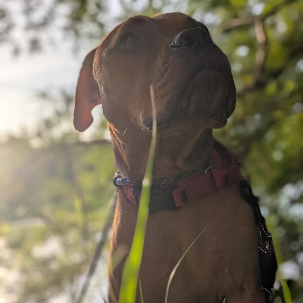 Enlarge Winnie The Pooh 24463, a Adoptable Mixed Breed in Middleburg, FL image 6/6