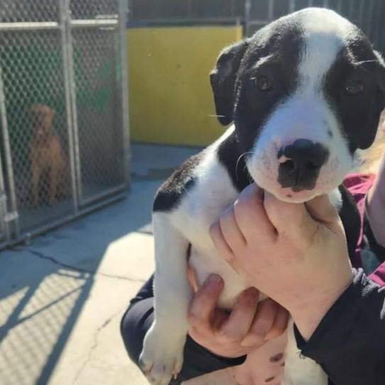 Parker, Adoptable, Young Female Pit Bull Terrier.