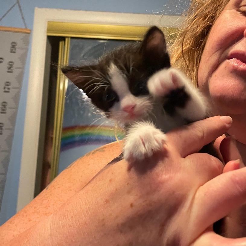 Cardamom, Adoptable, Kitten Male Domestic Short Hair.