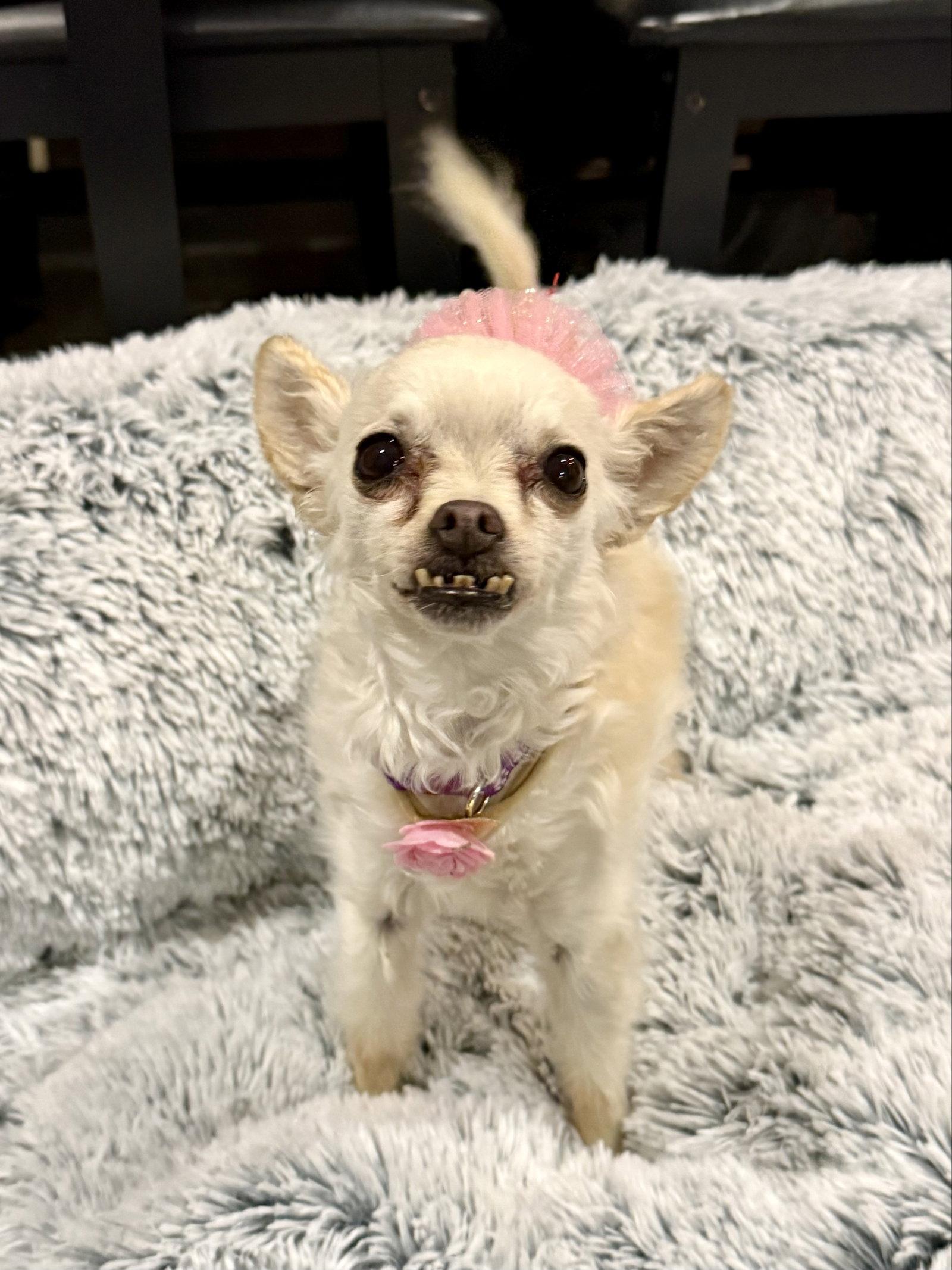 Enlarge Sophie, a Adoptable Chihuahua in Sunnyvale, CA image 1/1