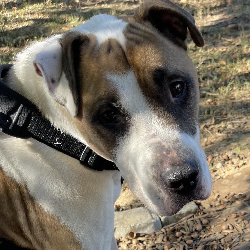 Enlarge Patrick, a Adoptable mixed breed in Helena, AL image 2/2