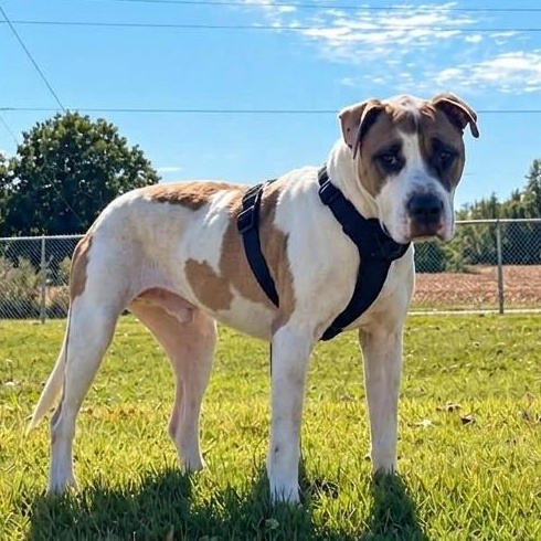 Enlarge Patrick, a Adoptable mixed breed in Helena, AL image 1/2