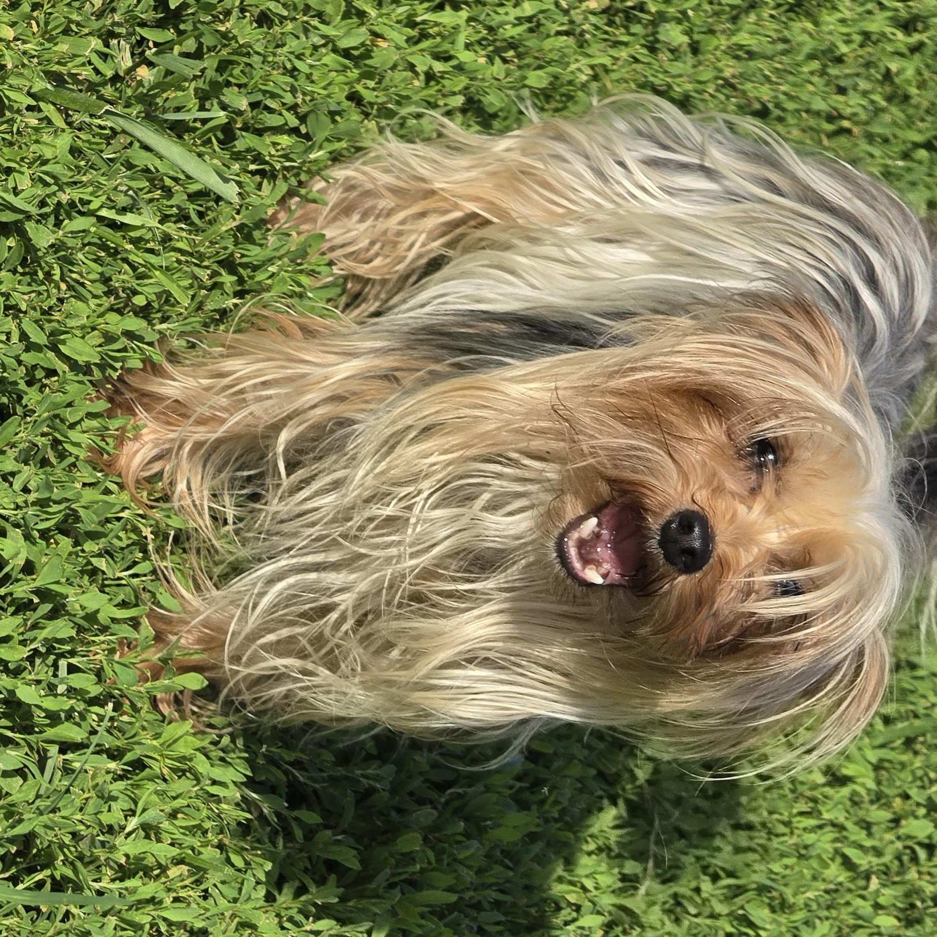 JoeJo, ADOPTABLE, Adult Male Yorkshire Terrier.