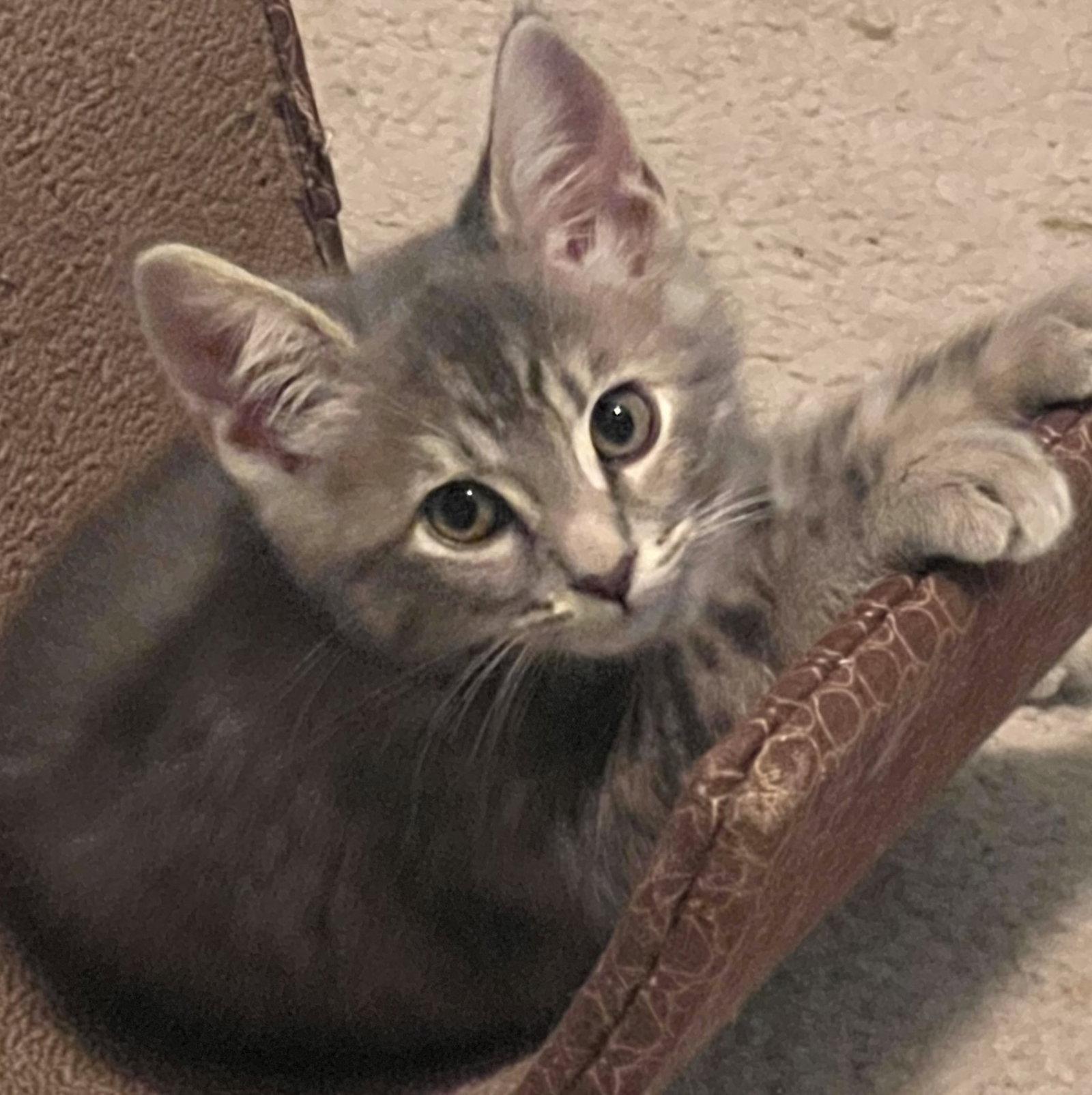Barbie, a Adoptable Domestic Short Hair in Shawnee, KS image 1/3