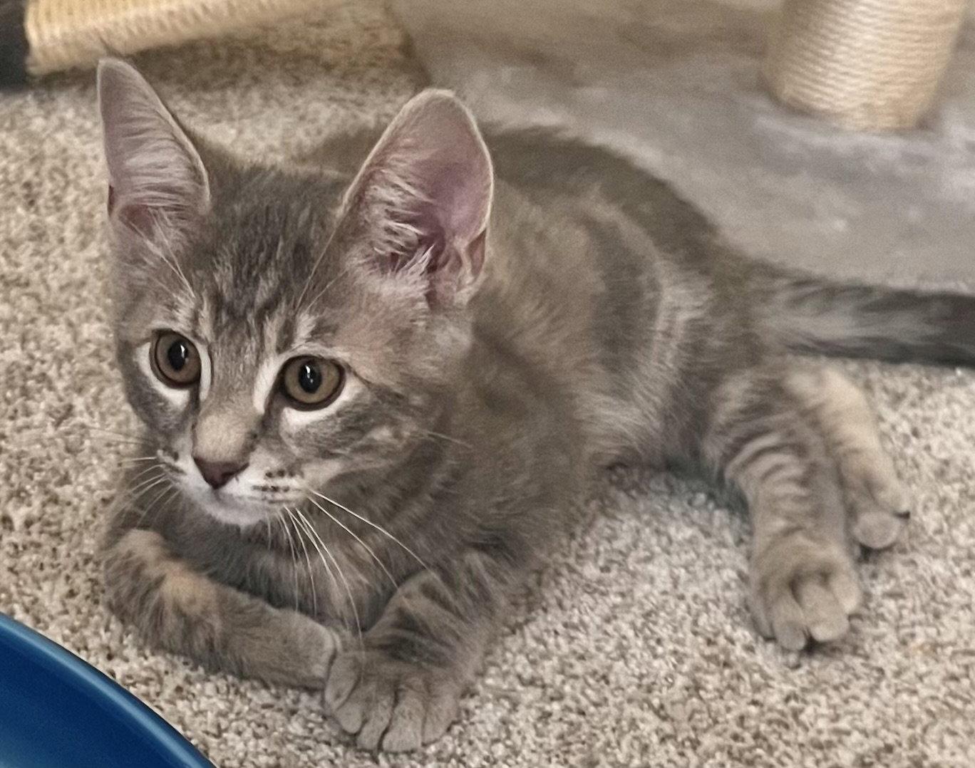 Barbie, a Adoptable Domestic Short Hair in Shawnee, KS image 2/3