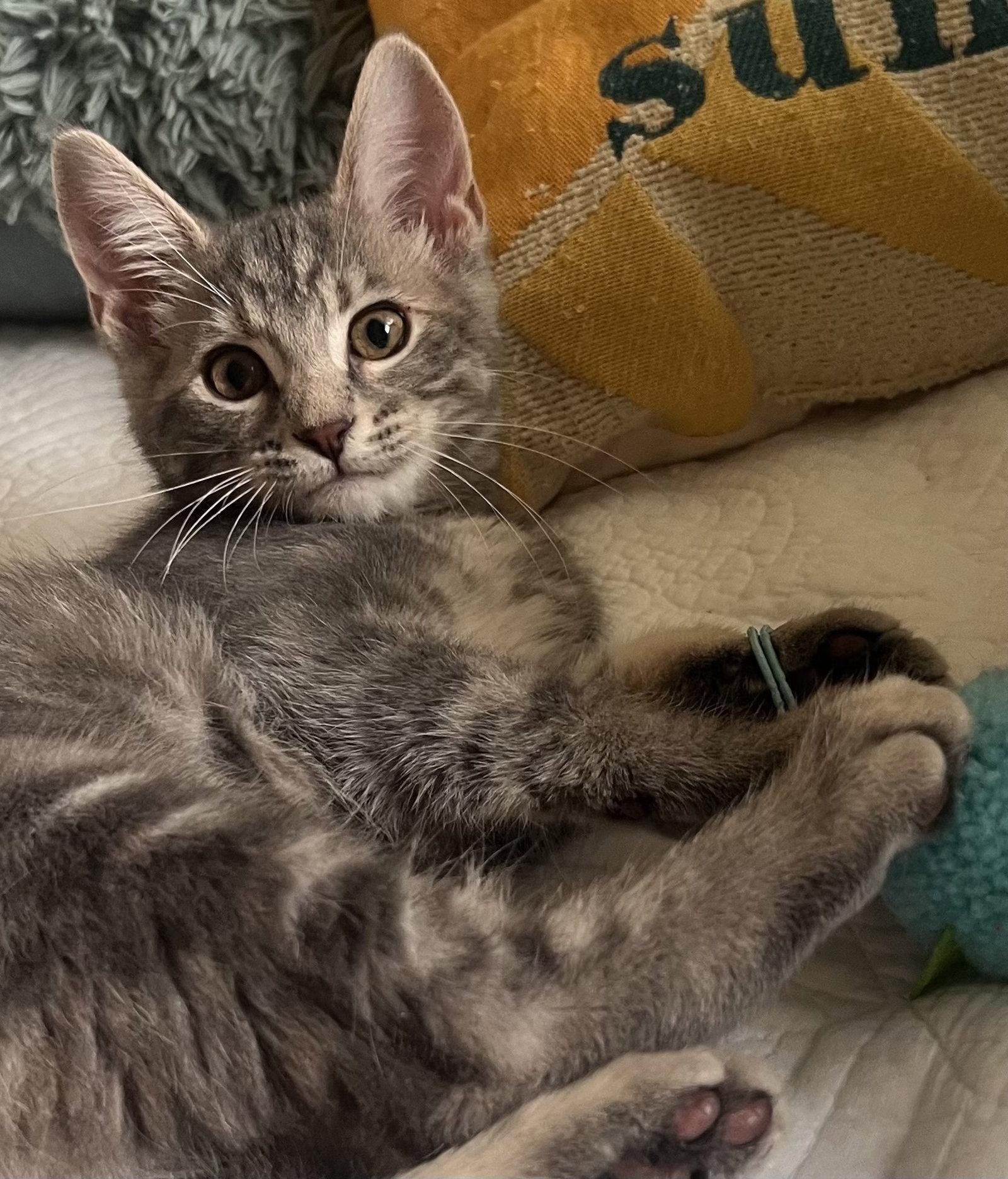 Barbie, a Adoptable Domestic Short Hair in Shawnee, KS image 3/3