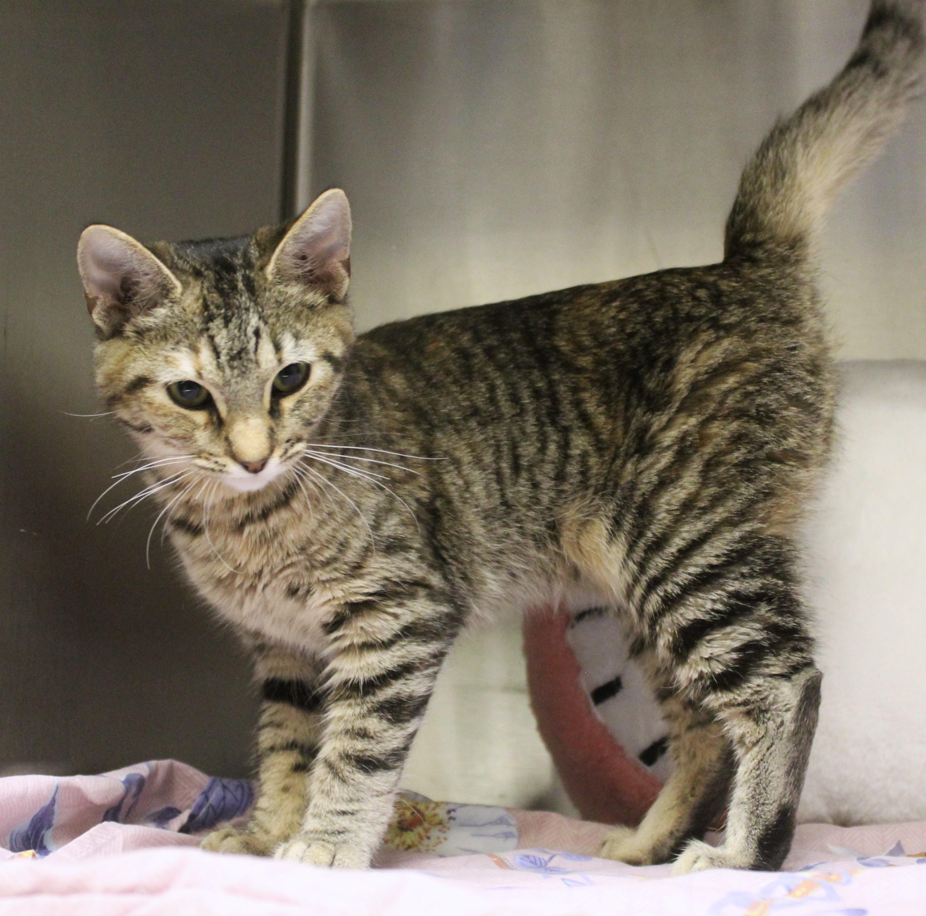 Enlarge Shira, a Adopted Domestic Medium Hair in Yucca Valley, CA image 2/6