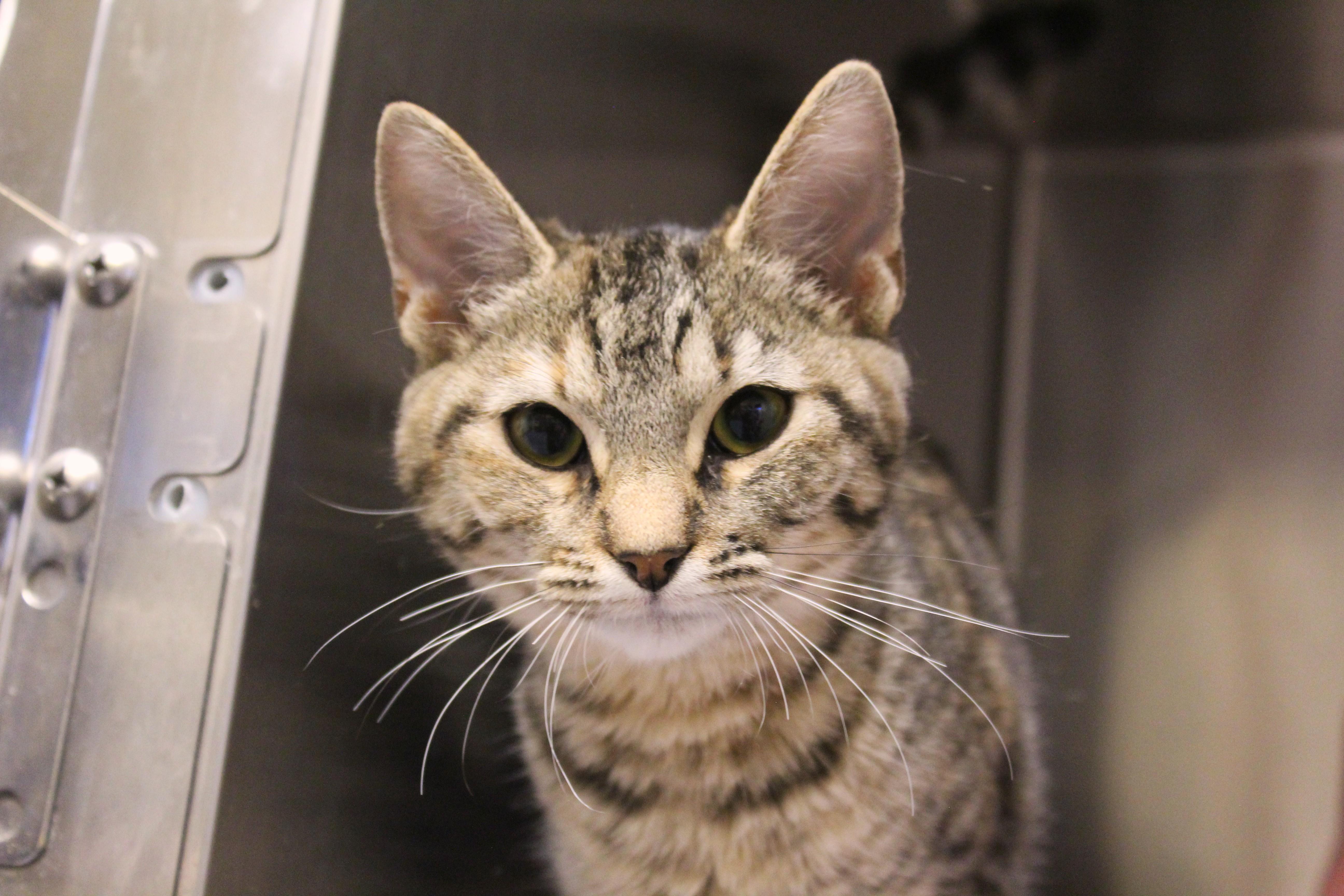 Enlarge Shira, a Adopted Domestic Medium Hair in Yucca Valley, CA image 6/6