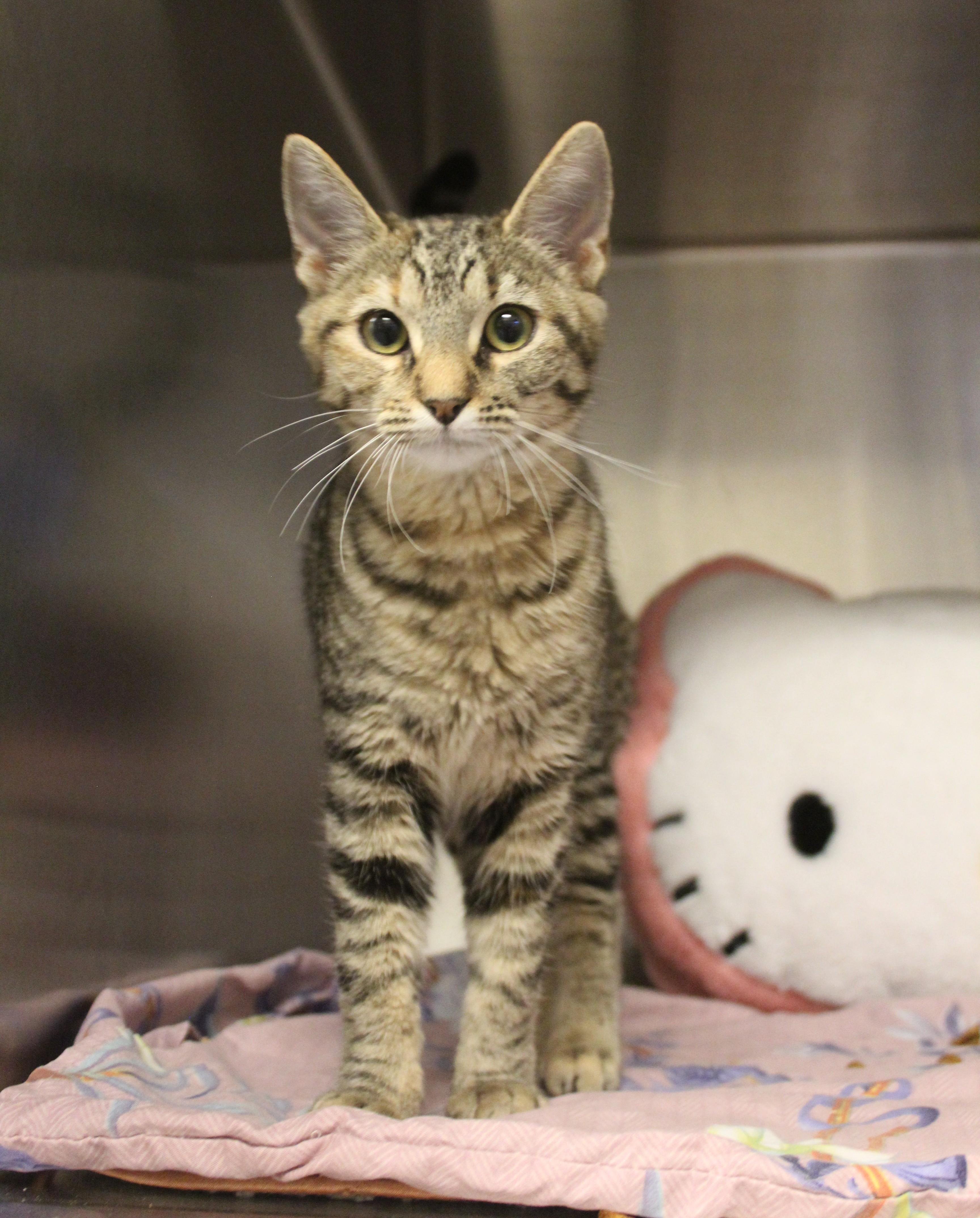 Enlarge Shira, a Adopted Domestic Medium Hair in Yucca Valley, CA image 5/6