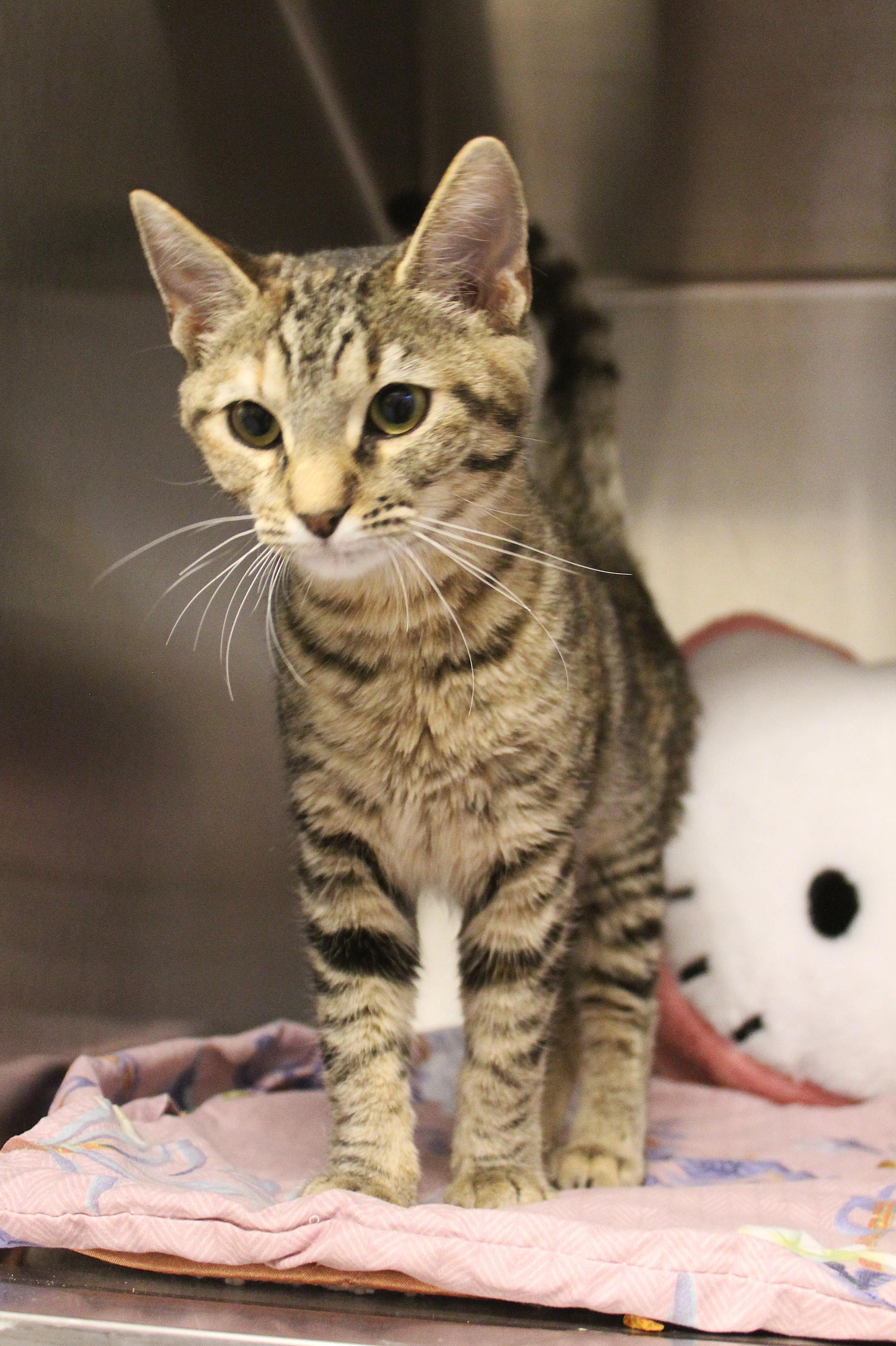 Enlarge Shira, a Adopted Domestic Medium Hair in Yucca Valley, CA image 3/6