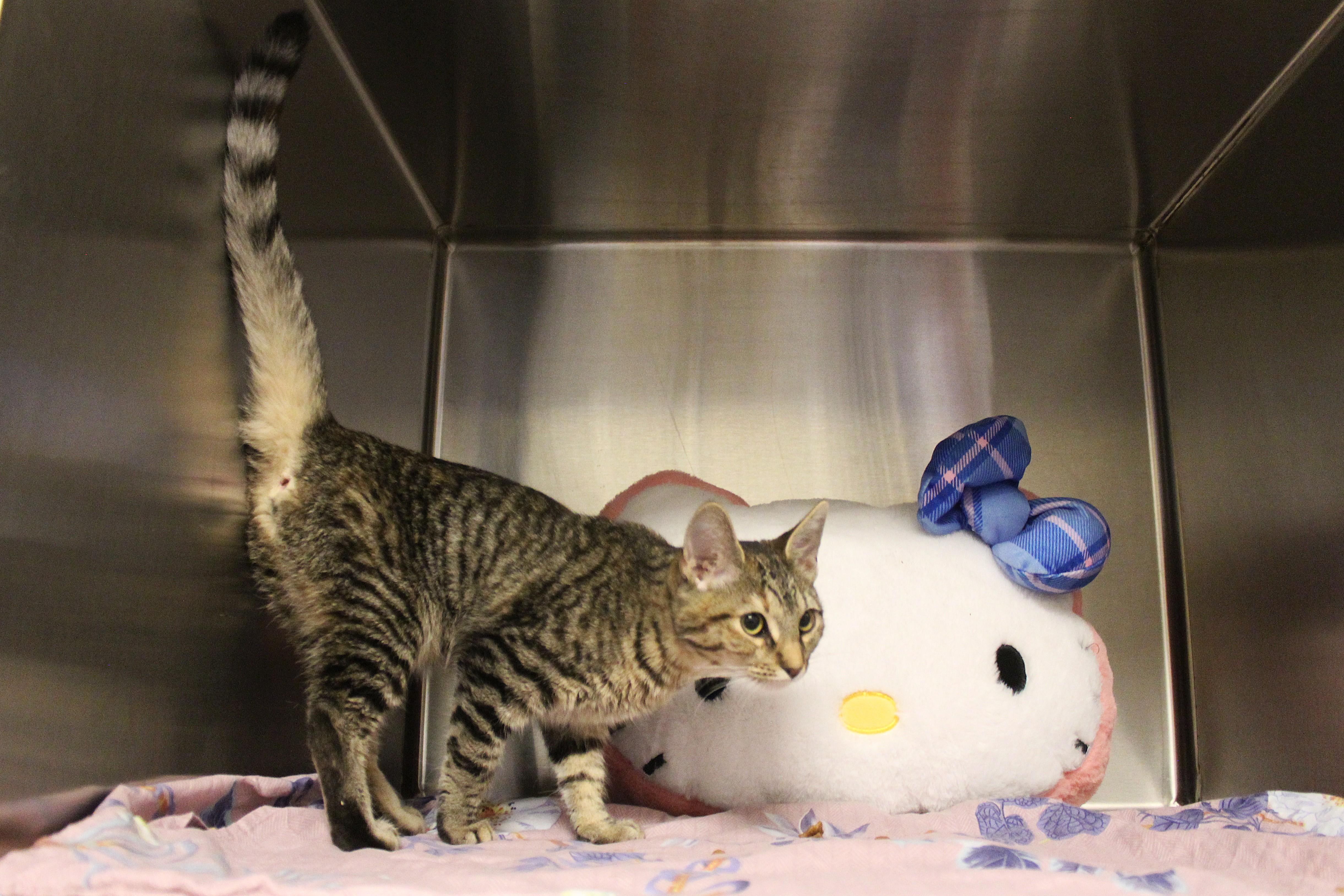 Enlarge Shira, a Adopted Domestic Medium Hair in Yucca Valley, CA image 4/6