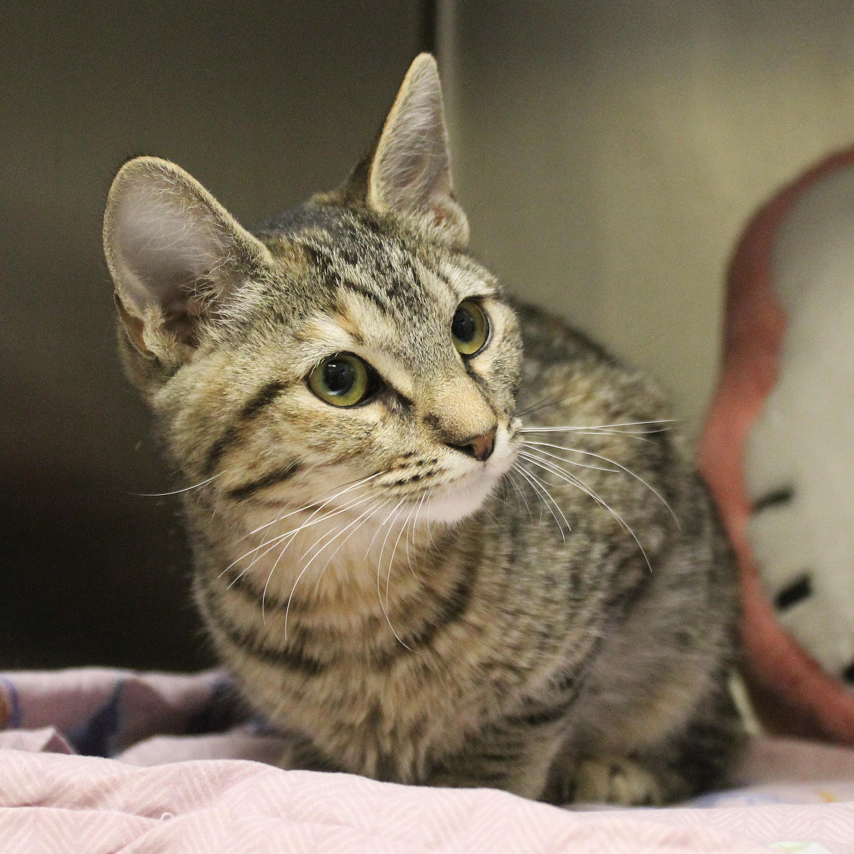 Shira, Adopted, Young Female Domestic Medium Hair.