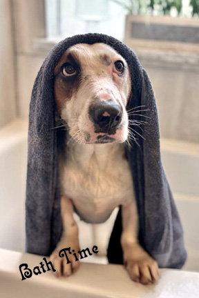 PRINCESS - ADOPTION PENDING!, Adoptable, Young Female Basset Hound & Beagle.