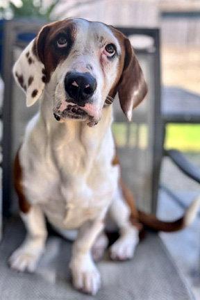 Enlarge PRINCESS - ADOPTION PENDING!, a Adoptable mixed breed in Mays Landing, NJ image 2/3