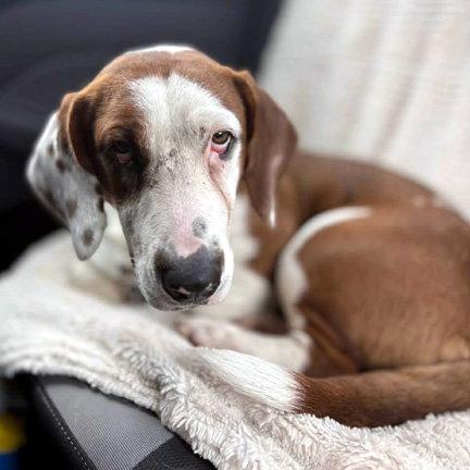 Enlarge PRINCESS - ADOPTION PENDING!, a Adoptable mixed breed in Mays Landing, NJ image 3/3