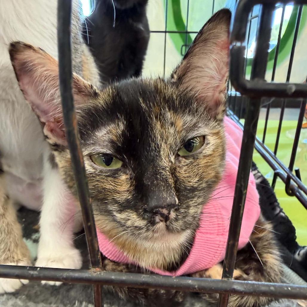 Enlarge Cinder, a Adoptable Domestic Short Hair in SAN ANTONIO, TX image 2/2