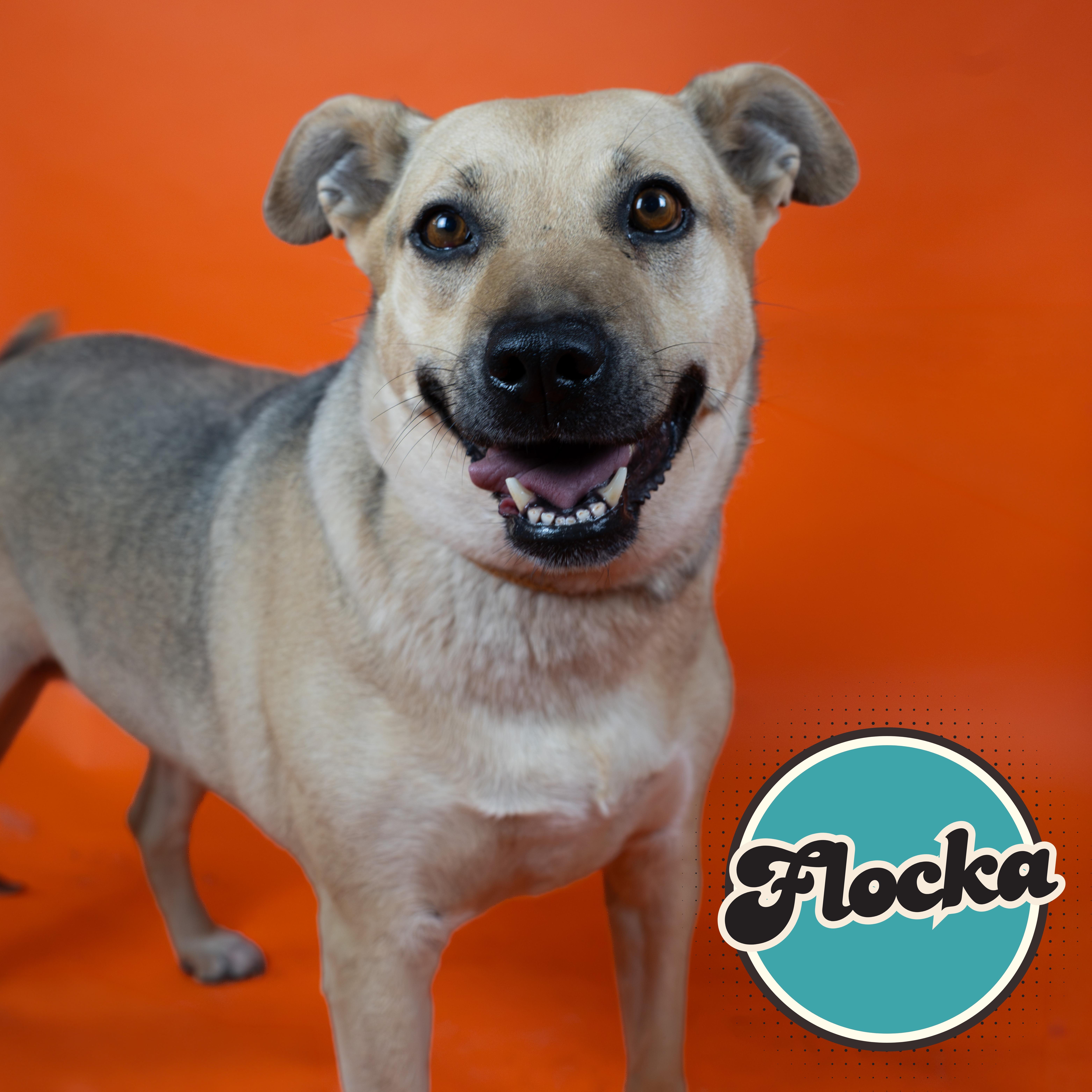 Enlarge Flaca, a ADOPTABLE mixed breed in Tucson, AZ image 1/1