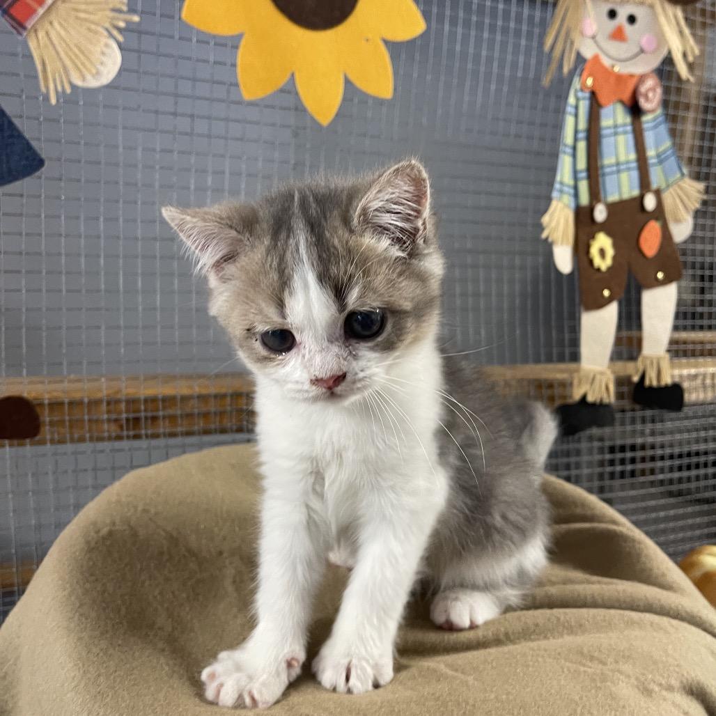 Paradise, Adoptable, Kitten Male Persian & Domestic Medium Hair.