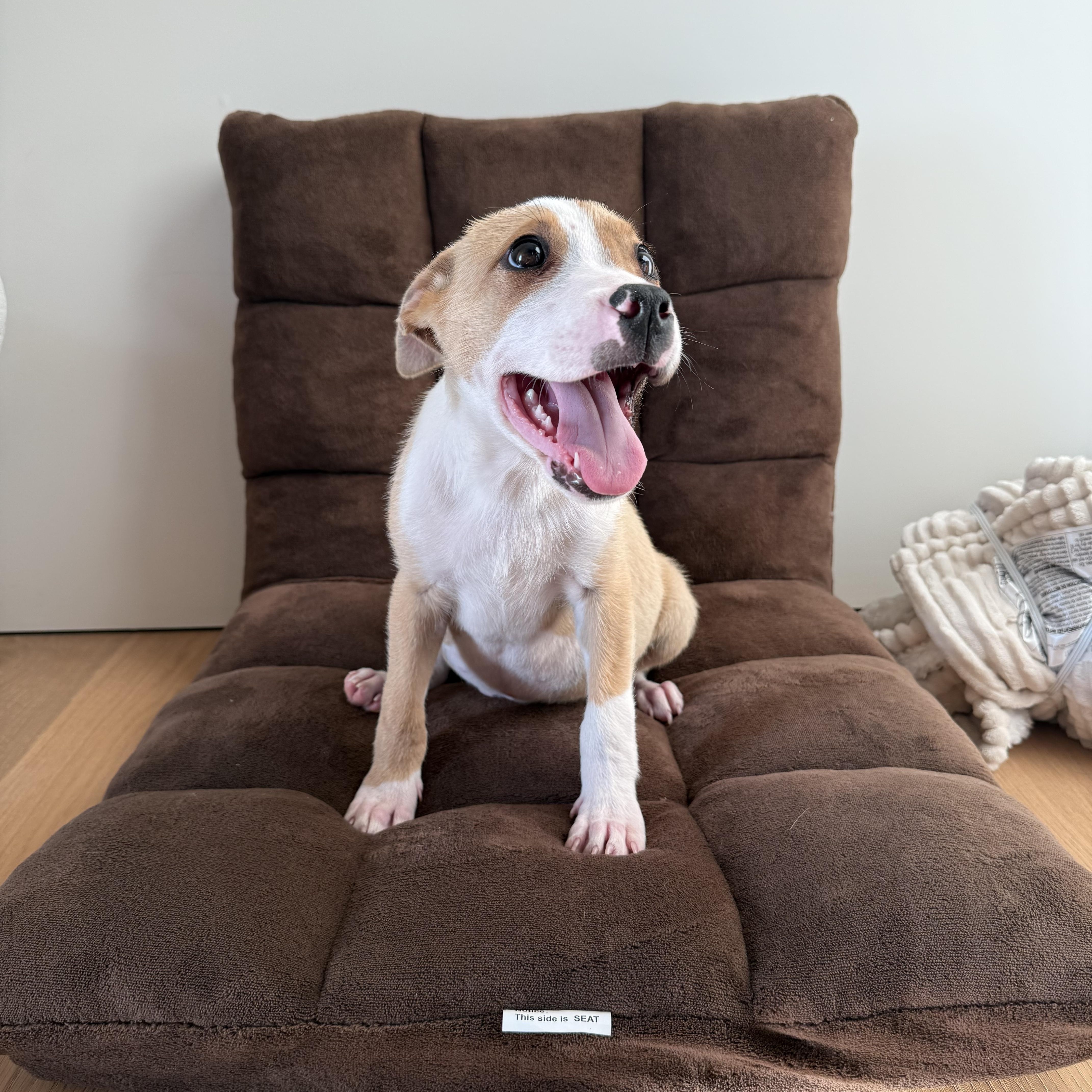 Silly~ Fun And Happy