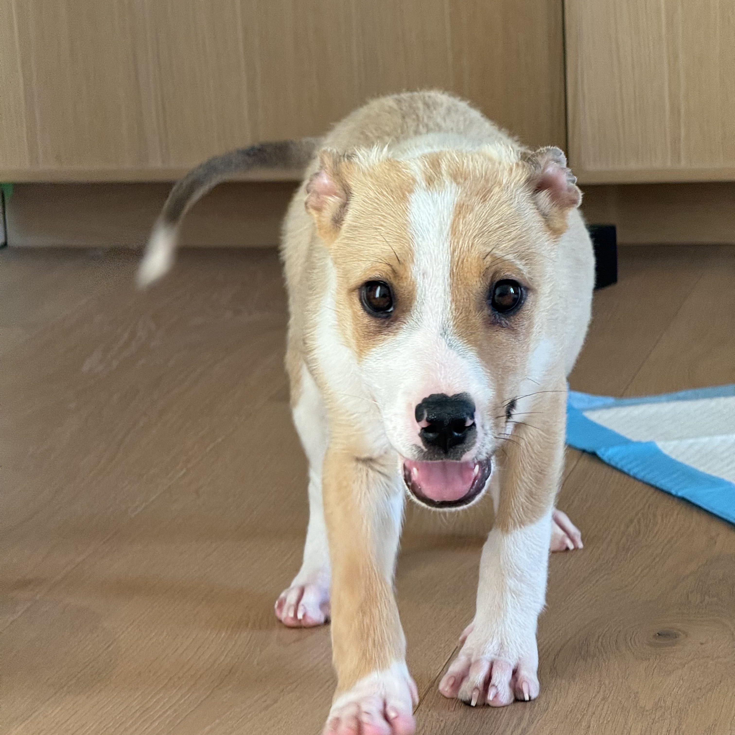 Silly~ Fun And Happy thumbnail 3