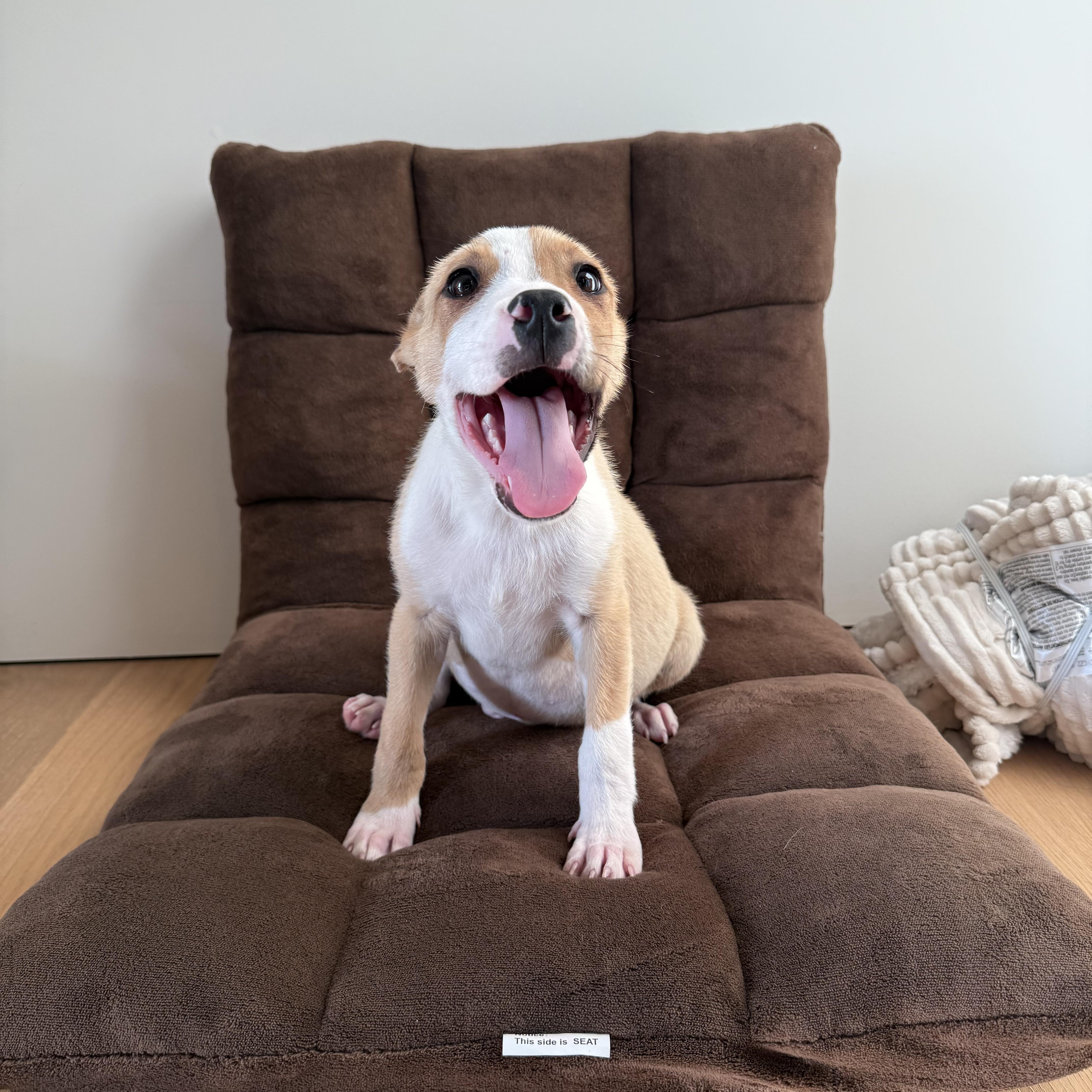 Silly~ Fun And Happy thumbnail 4