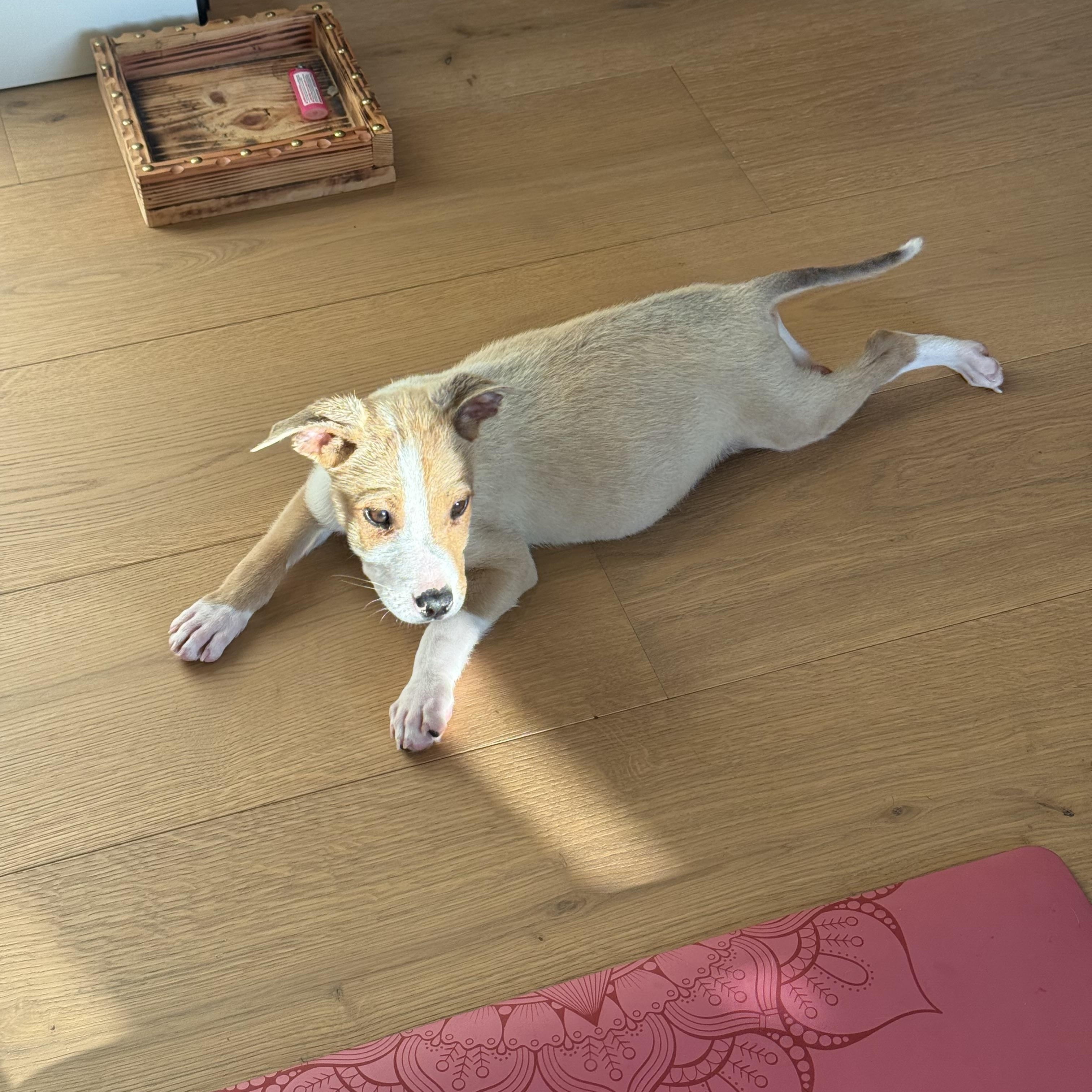 Silly~ Fun And Happy thumbnail 5