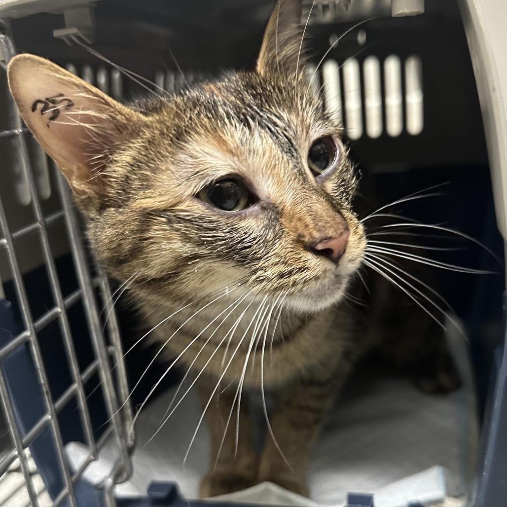 Lyssa -  Chow Hound Knapp's Corner, Adoptable, Adult Female Domestic Short Hair.