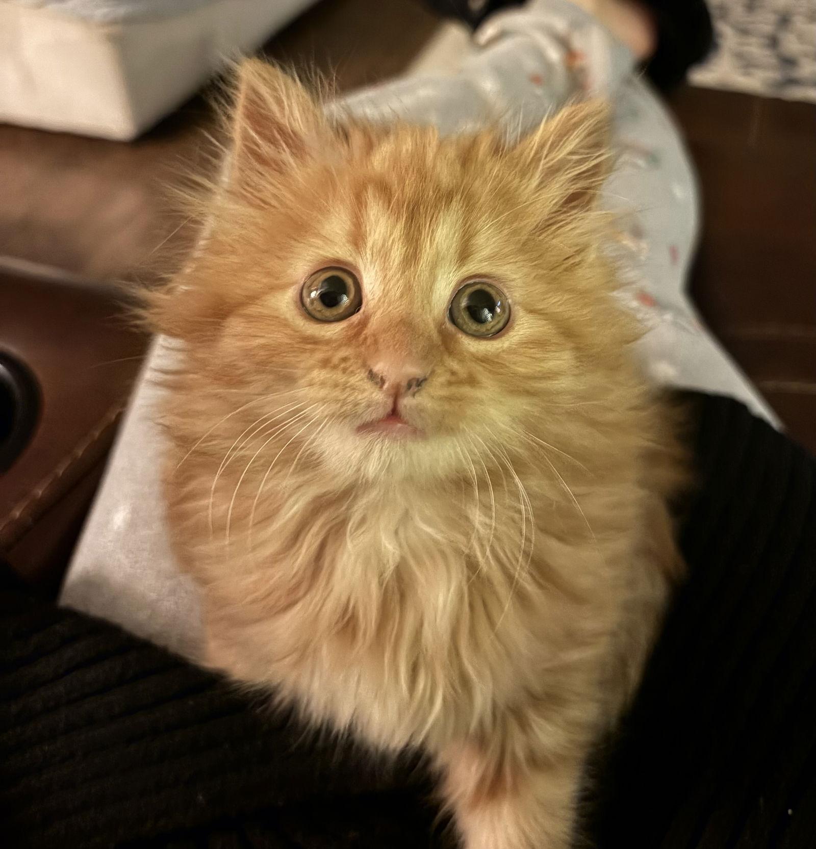 Blaze, Adopted, Kitten Female Domestic Long Hair.