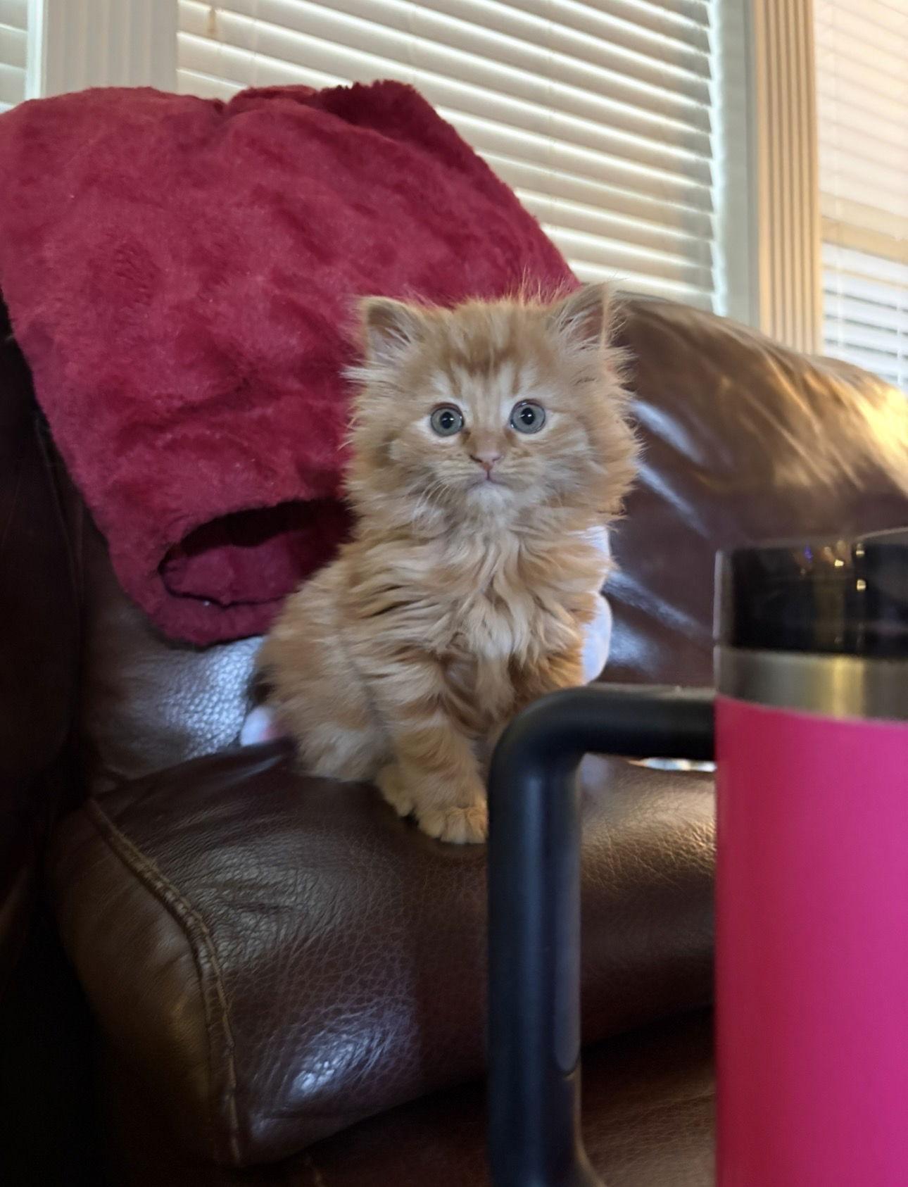 Blaze, a Adopted Domestic Long Hair in Shreveport, LA image 2/3