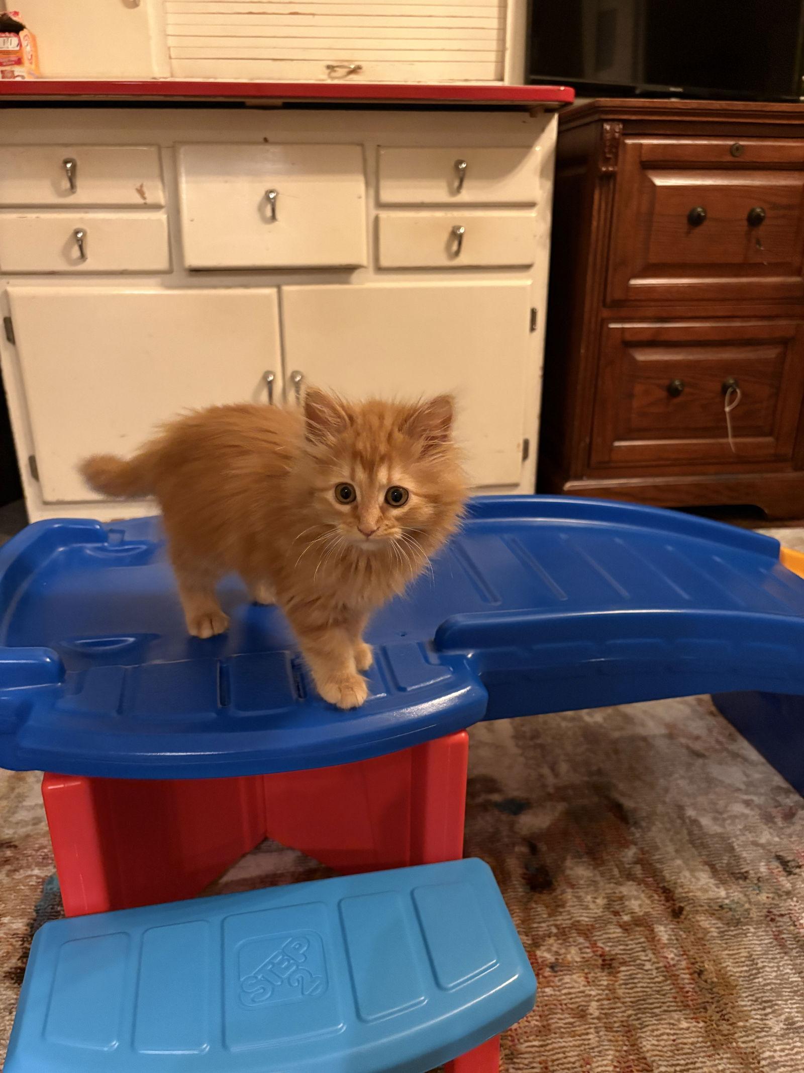 Blaze, a Adopted Domestic Long Hair in Shreveport, LA image 3/3