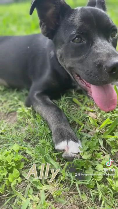 Enlarge Ally, a Adopted mixed breed in Floresville, TX video 5/9