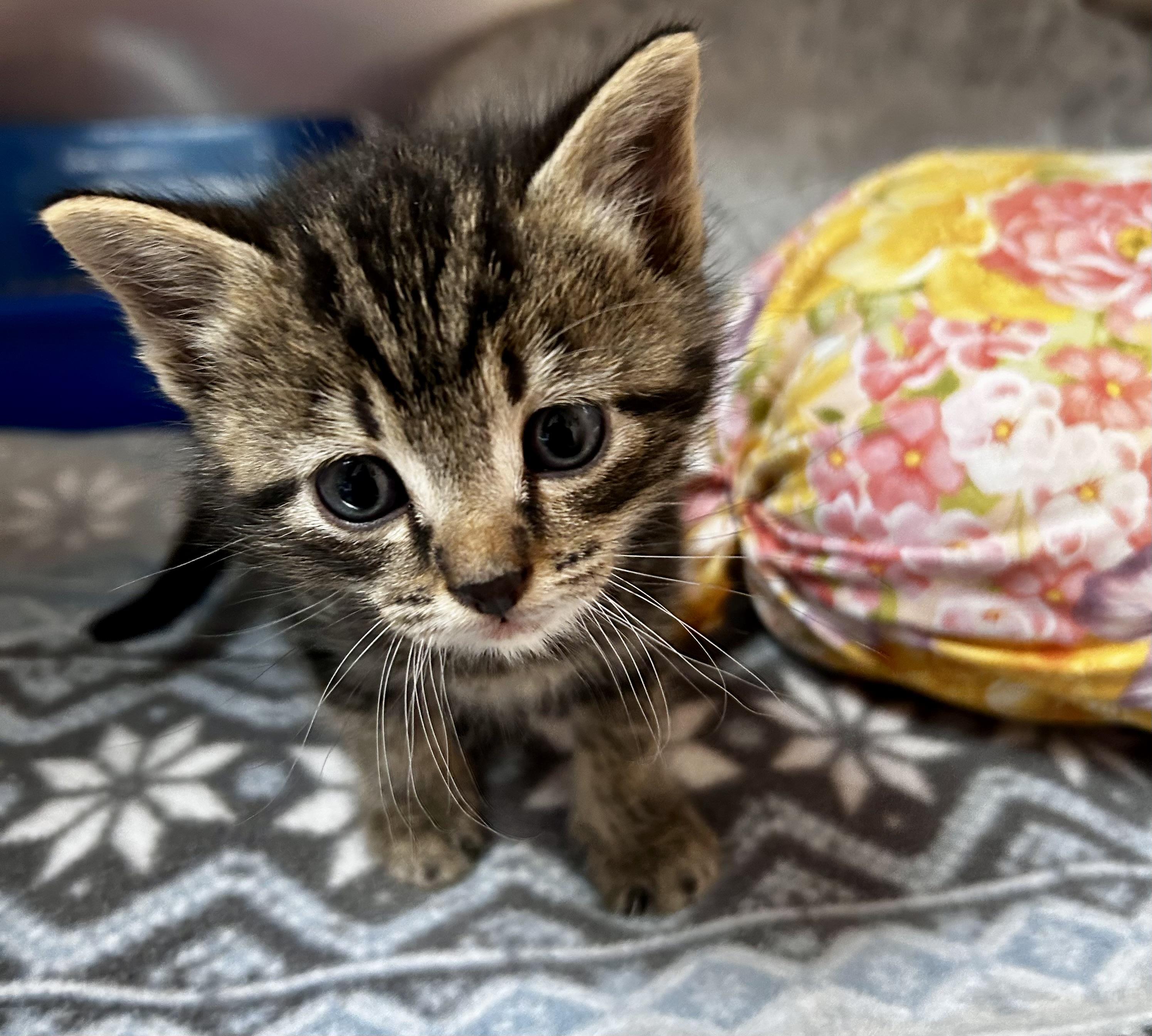 Chip - Available in August, Baby Male Domestic Short Hair