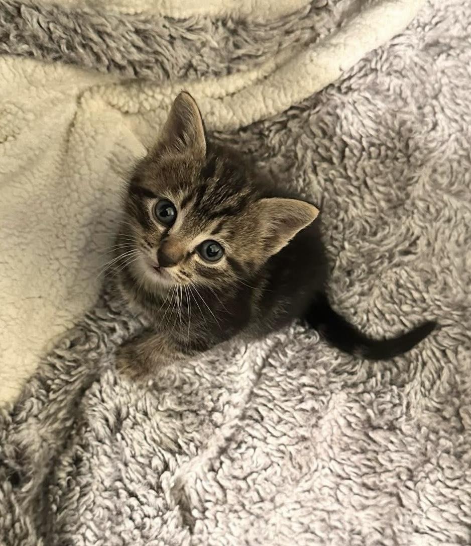 Chip - Available in August photo 5