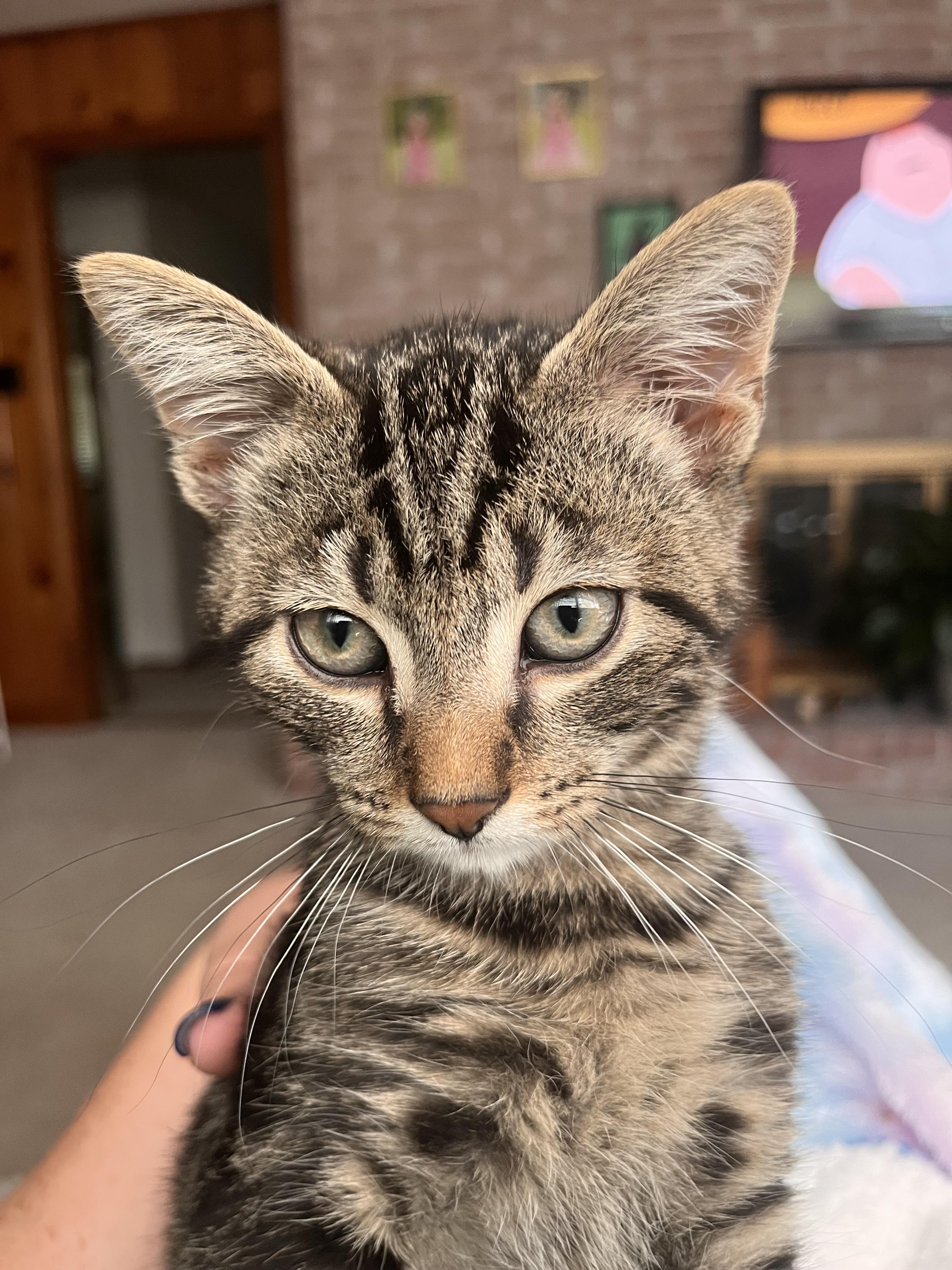 Chip, Adoptable, Kitten Male Domestic Short Hair & Tabby.