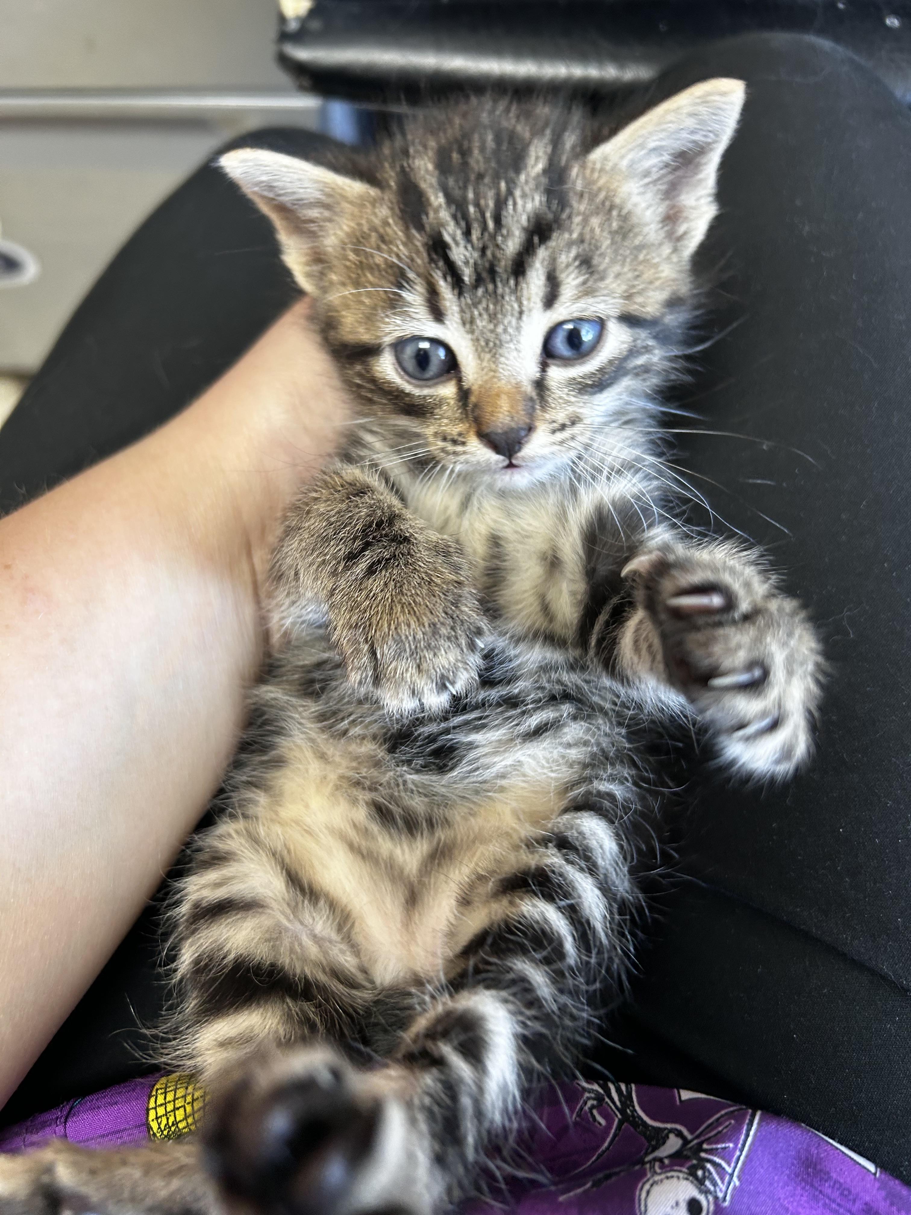 Chip - Available in August photo 3