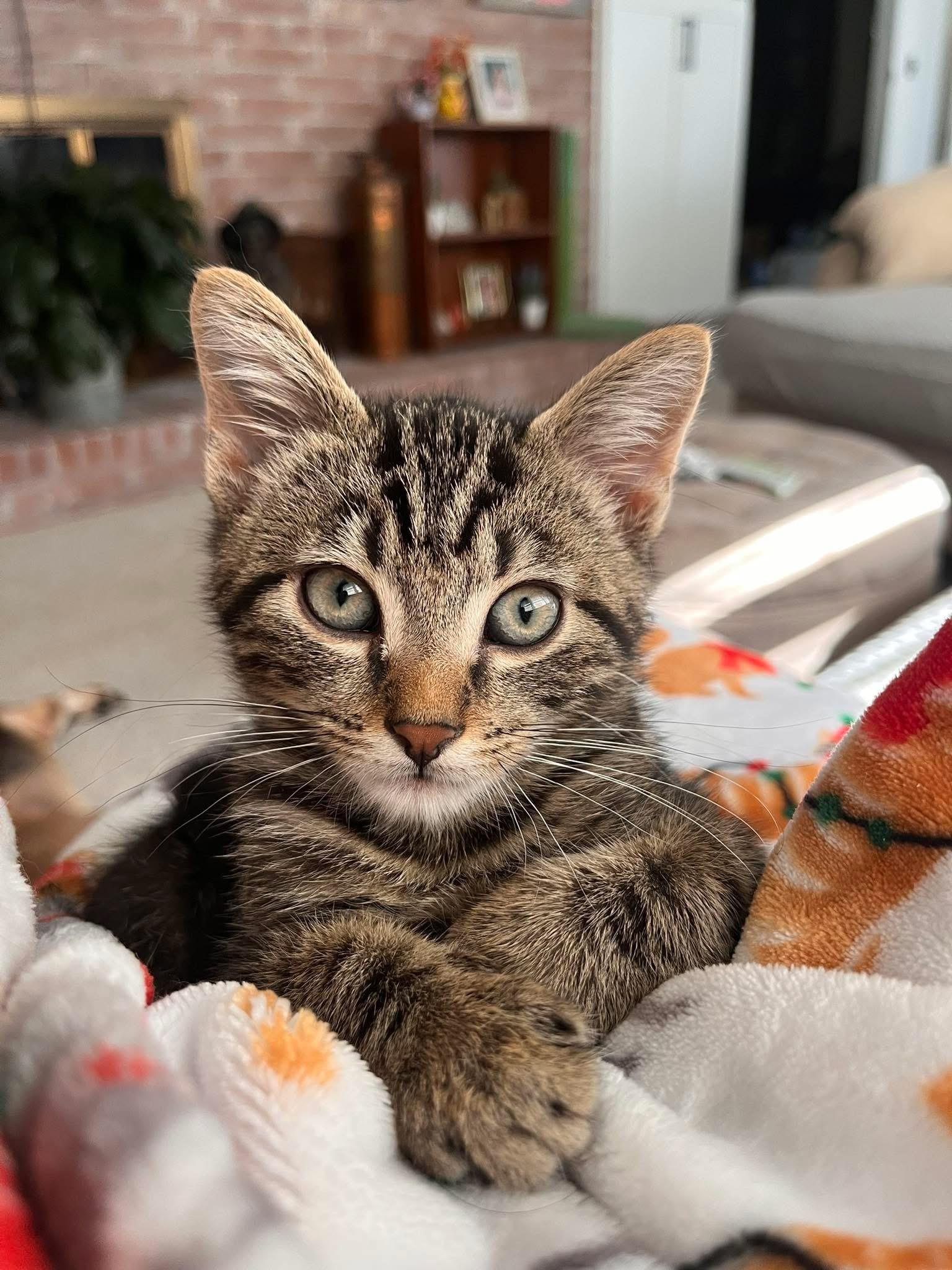 Enlarge Chip, a Adoptable mixed breed in Greensboro, NC image 4/4