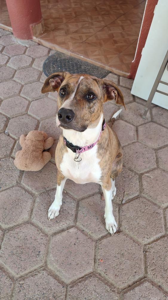 Enlarge Sequoia, a Adoptable mixed breed in San Diego, CA image 1/6