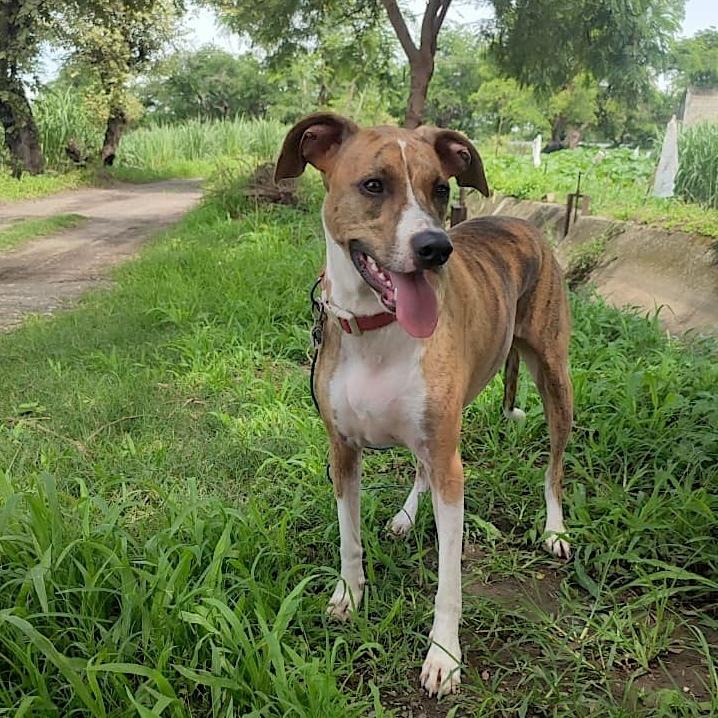 Enlarge Sequoia, a Adoptable mixed breed in San Diego, CA image 2/6