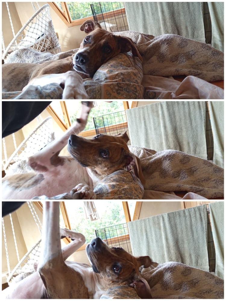 Enlarge Sequoia, a Adoptable mixed breed in San Diego, CA image 4/6