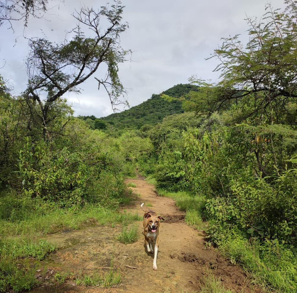 Enlarge Sequoia, a Adoptable mixed breed in San Diego, CA image 5/6