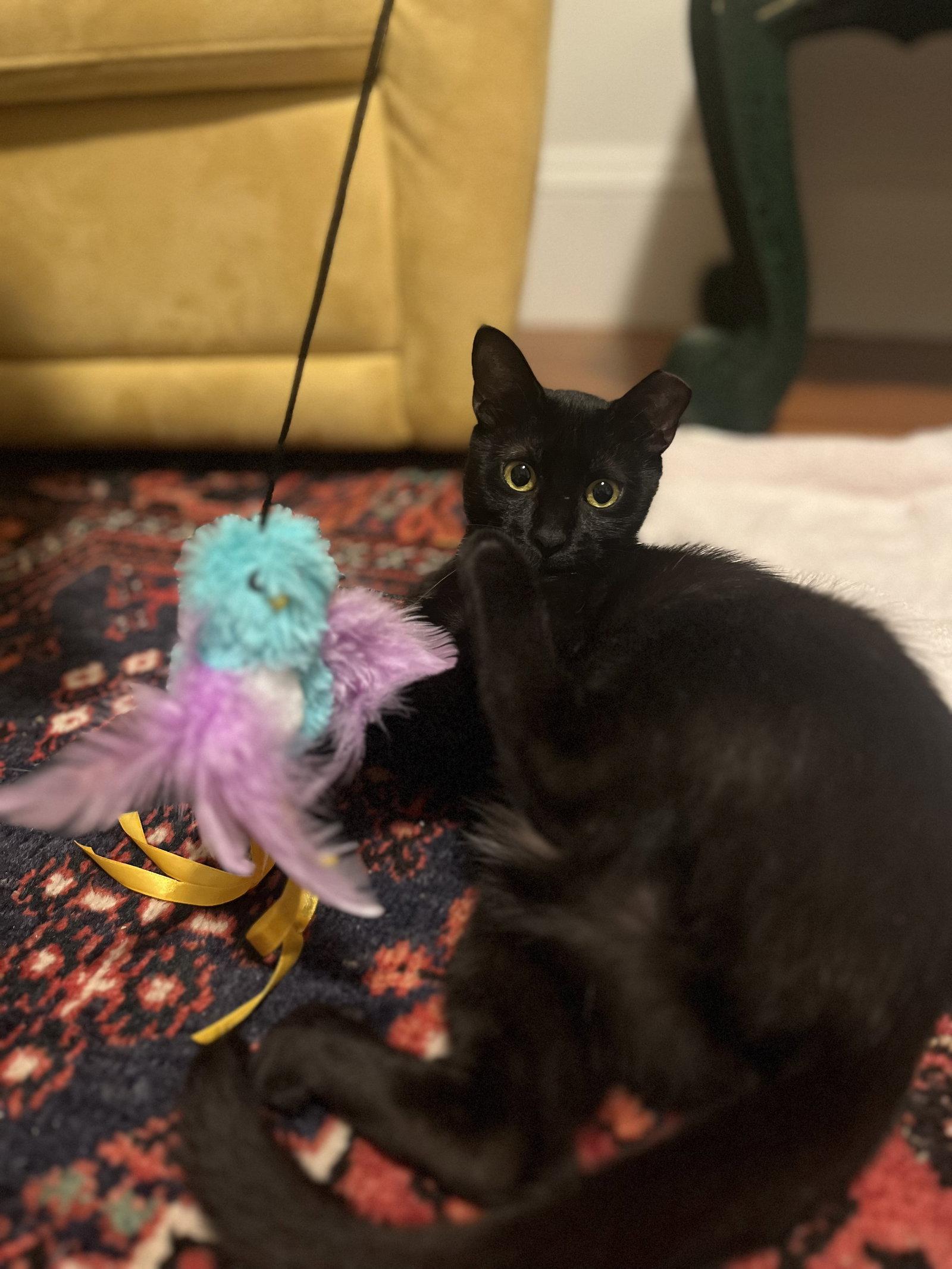 Enlarge Pipette, a Adoptable Domestic Short Hair in Somerville, MA image 1/3